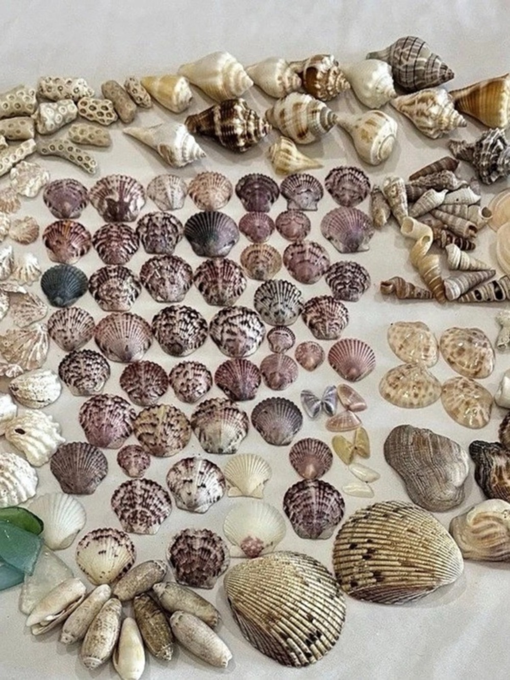 165 MIX SEASHELLS SHELLS SMALLER SIZE SANIBEL, FLORIDA CRAFT /COLLECTER LOT - Picture 4 of 6